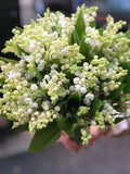 Bouquet da sposa di mughetto bianco con foglie verdi