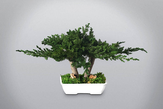 Bonsai stabilizzato Feng Shui con doppio tronco – Antonia Flowers Roma